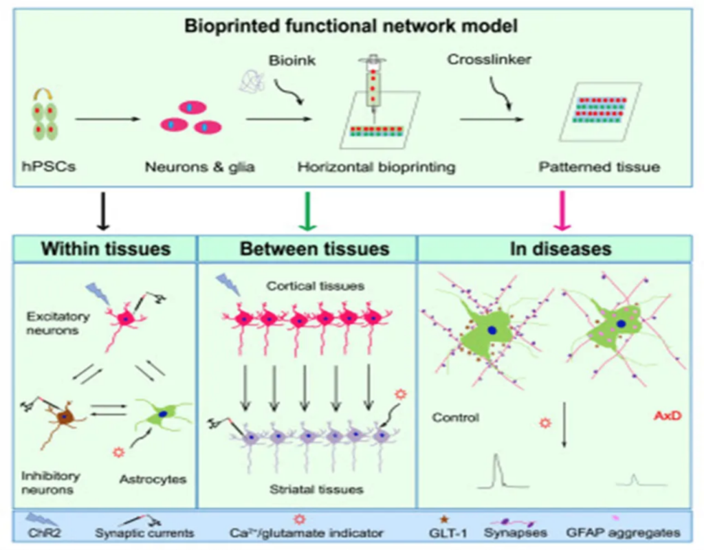 Revolutionizing Neuroscience: 3D Bioprinting of Human Neural Tissues Unveils Functional Connectivity