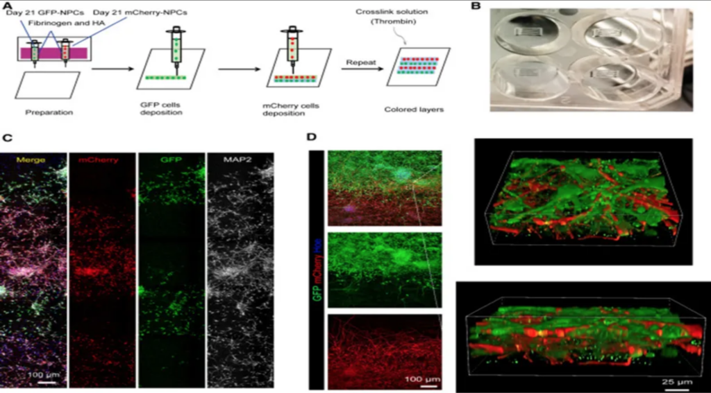 Revolutionizing Neuroscience: 3D Bioprinting of Human Neural Tissues Unveils Functional Connectivity